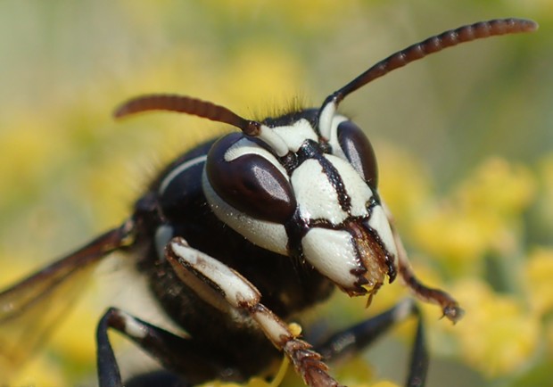 Bald-Faced Hornet