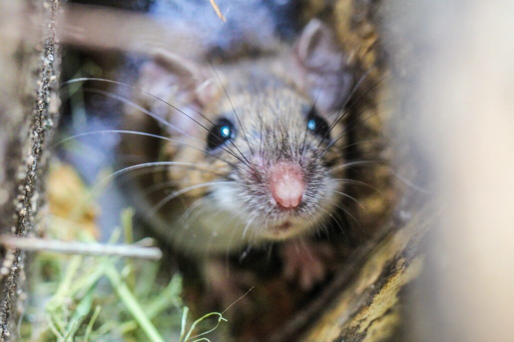 Mouse - Professional Rodent Control