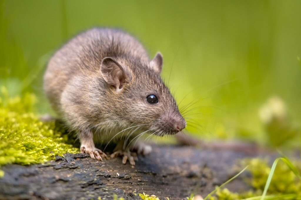 Rat - Professional Rodent Control