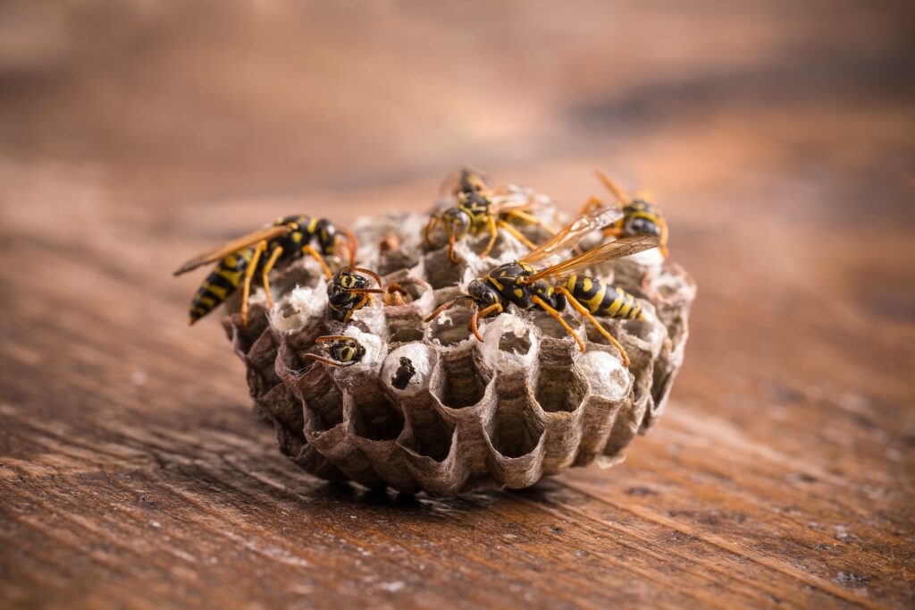 Wasp Nest - Professional Removal Services