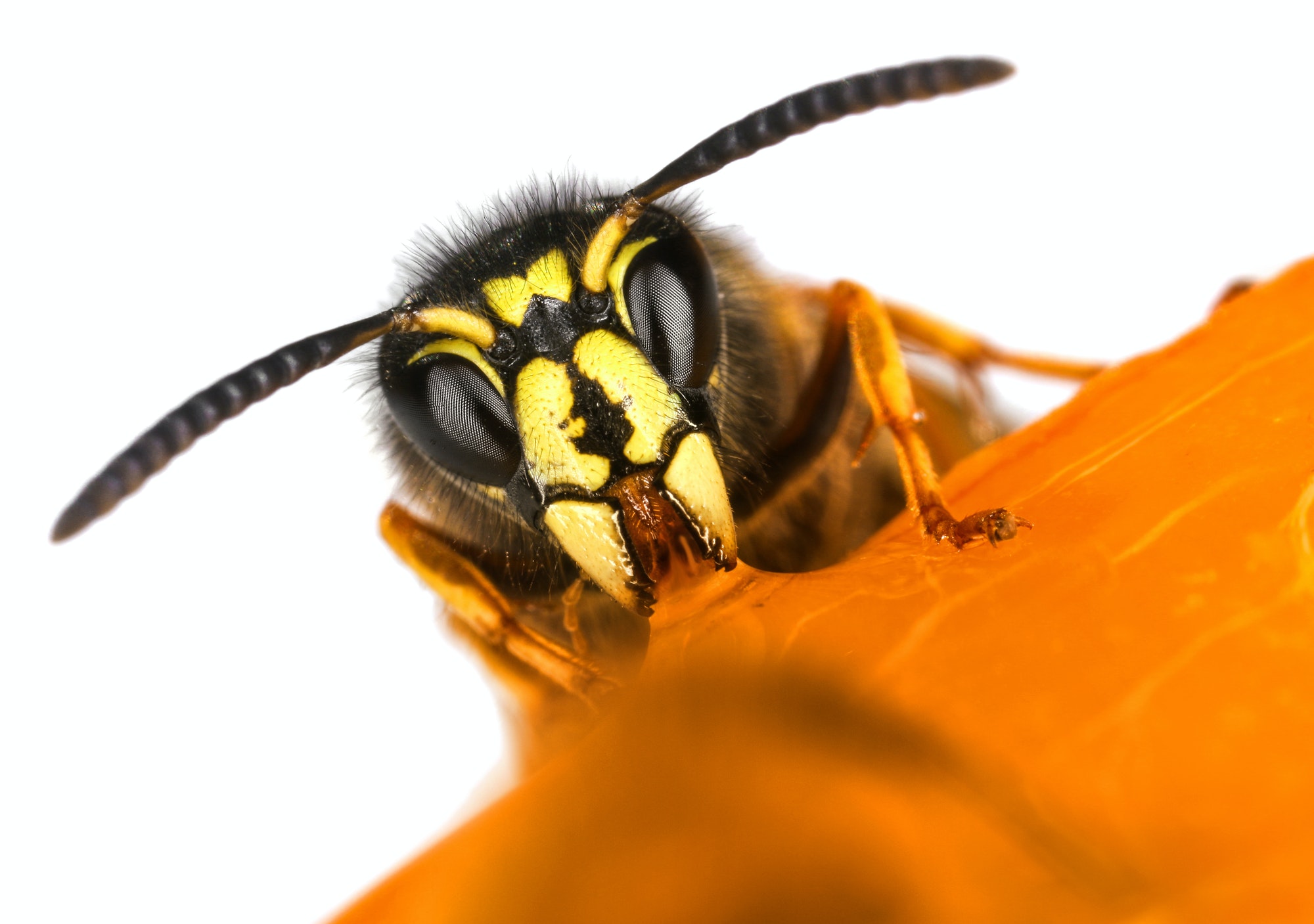 Yellow Jacket - Professional Removal